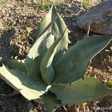 Agave gigantensis ©JCF.jpg